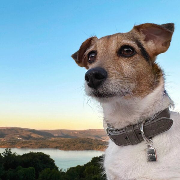 Strength Dog Collar - Image 2