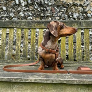 Dog harness, lead, poop bag dispenser - Brown - Premium vegan leather
