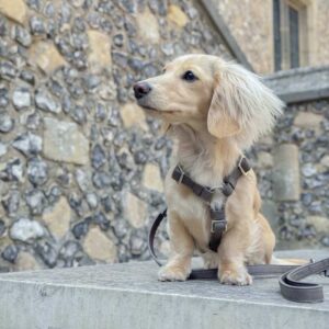 H type Dog Harness - Luxury dog harness - Grey Dog Harness