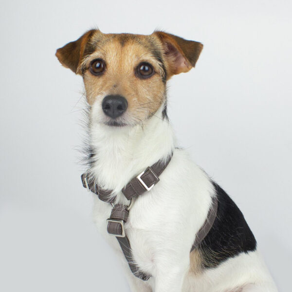 Gray dog harness - Premium vegan leather