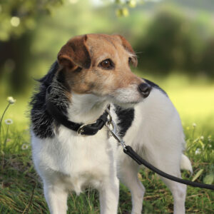 Black Dog Collar and Leash matching set - Premium Vegan Leather