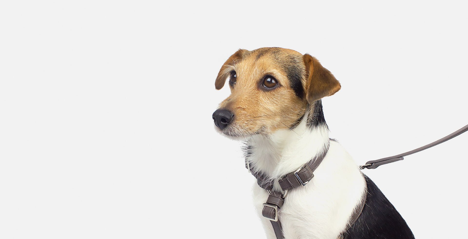 luxury brand dog collars