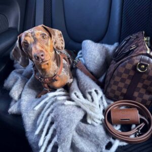 Dog Seat Belt - Premium vegan leather - Neula