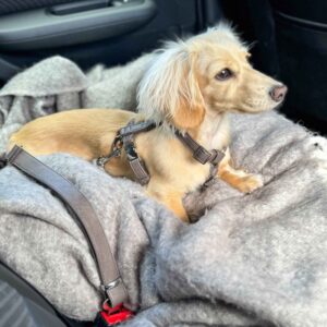 Dog Seat Belt - Premium vegan leather - Neula