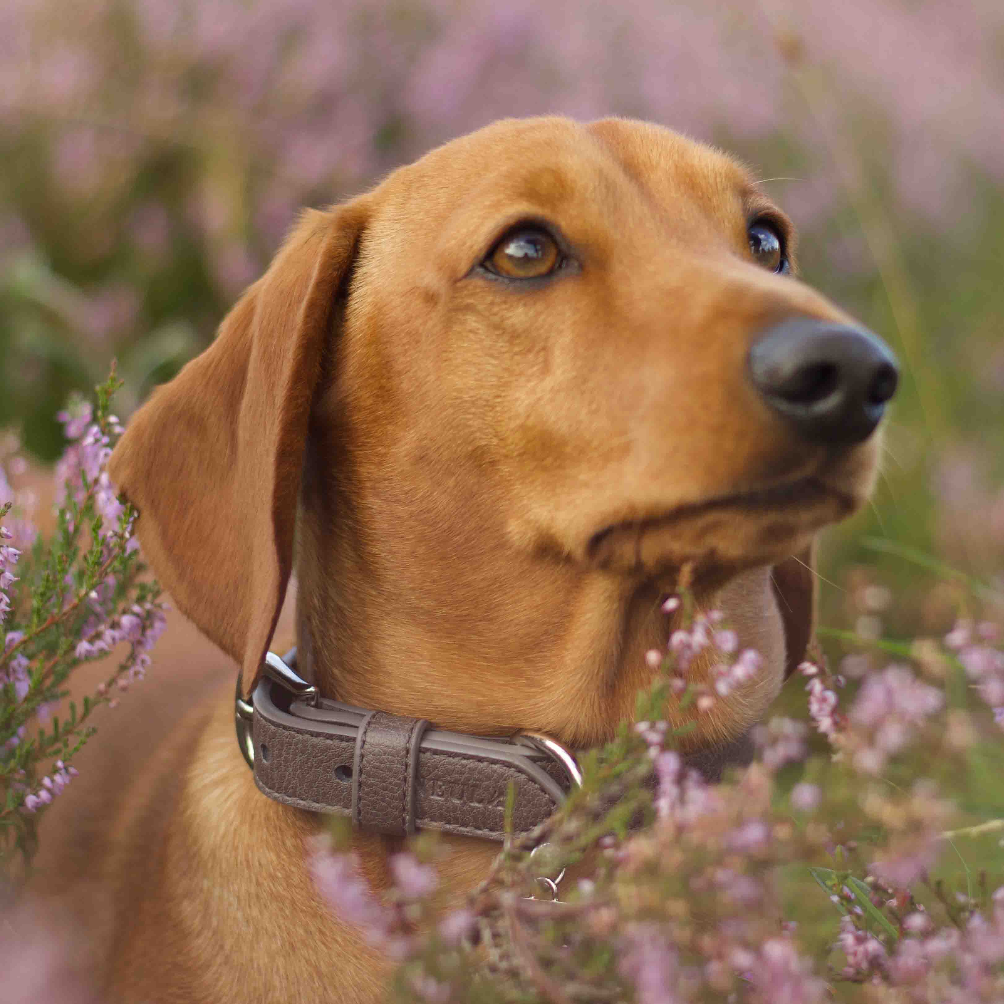 Strength Dog Collar Walk Set - Image 2