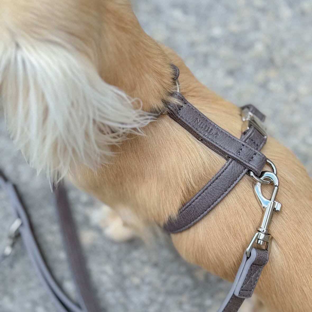 Strength Dog Harness Walk Set - Image 6
