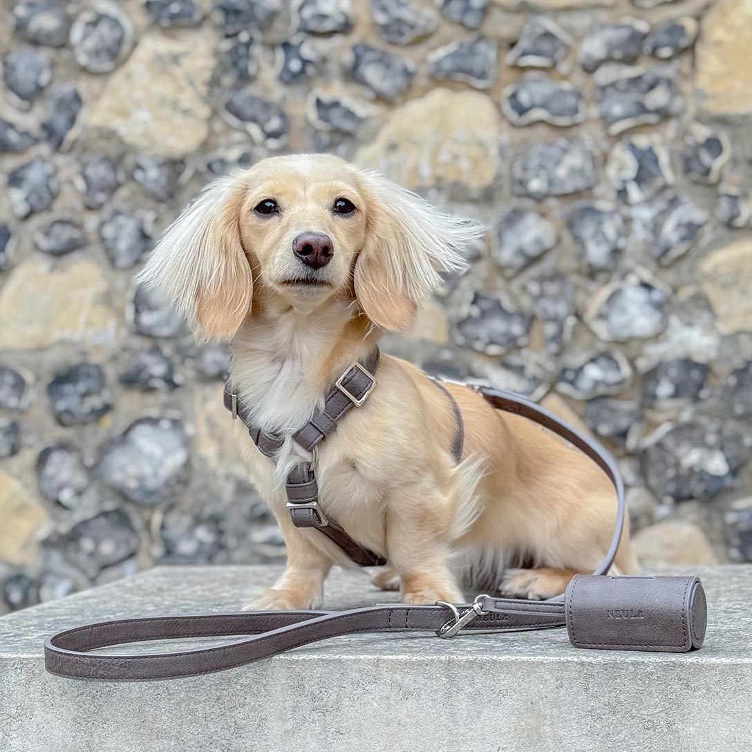 Strength Dog Harness Walk Set - Image 2
